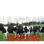 供應(yīng)畜牧養(yǎng)殖 奶牛畜牧養(yǎng)殖 肉牛畜牧養(yǎng)殖 育肥肉牛