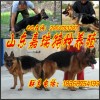 山東省泰安哪里有賣蘇聯(lián)紅犬的蘇聯(lián)紅犬價(jià)格