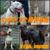 山東省臨沂哪里有賣比利時(shí)牧羊犬的比利時(shí)牧羊犬價(jià)格