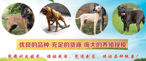 新聞：十堰德國(guó)牧羊犬價(jià)格