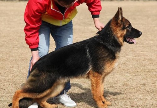 黔東卡斯羅犬哪里有賣