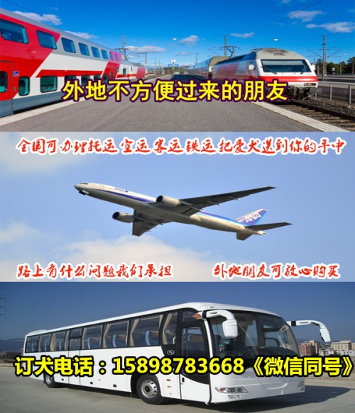 四川廣元蒼溪狗場(chǎng)聯(lián)系地址