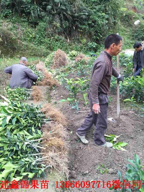 新聞：徐州紅心柚子苗報價