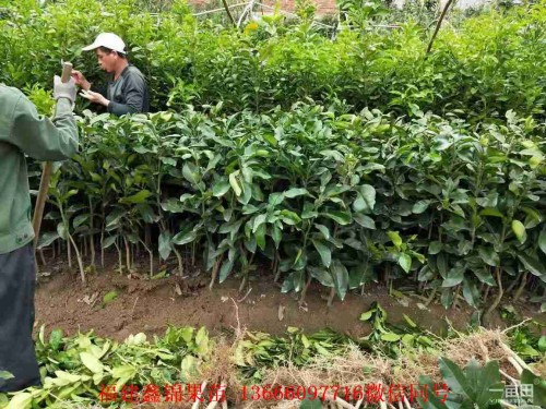 新聞：漳州三紅柚子苗多少錢