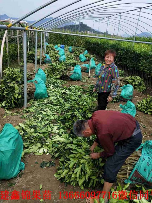 新聞：金華泰國(guó)青柚苗哪里購