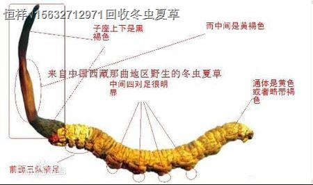 南陽(yáng)回收冬蟲(chóng)夏草＂南陽(yáng)回收蟲(chóng)草價(jià)格多少