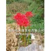 新鮮曼珠沙華球根_曼珠沙華種子價(jià)格(圖)-出售石蒜種子_彼岸