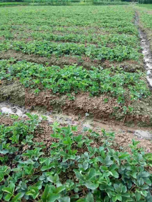 廣東紅顏草莓大棚種植用什么底肥