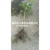 新聞:供應(yīng)黃蠟瓜苗_五葉木通種苗批發(fā)(推薦商家)(圖)_出售