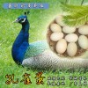 琿春常年大量回收非洲鴕鳥，有鴕鳥的來換錢了聯(lián)系電話1317317555